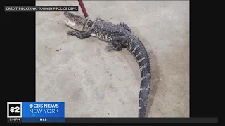 New Jersey police find missing alligator