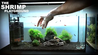 The Shrimp Playground: NEW Shrimp Setup for Neocaridina