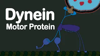 Dynein Motor Protein