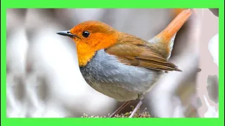 European Robin Song! Call! Sound! Singing! - Petirrojo Europeo Canto - Erithacus Rubecula