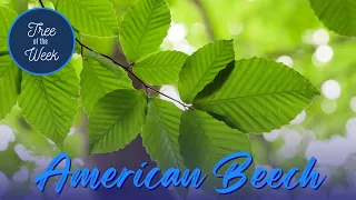 Tree of the Week: American Beech