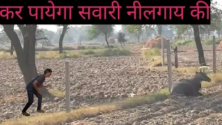 A man try to catch Nilgai how ? #techearth,