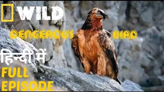 Dangerous Bird | discovery channel | animal planet hindi documentary | national documentary hindi