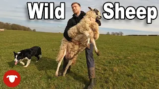 This SHEEP made a FOOL of us   |   DAY 4 Lambing 23