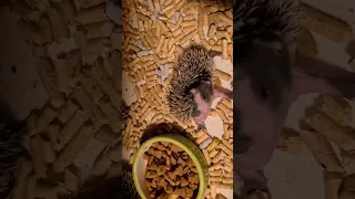 Ежиха Фуфырня и ее малышарики #hedgehog #cute #cuteanimals #pet #ежик #ежата