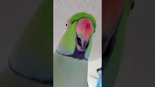 Indian Ringneck Parrot talking (Kiwi Green)