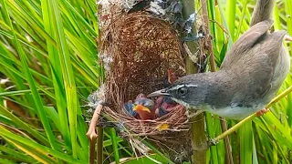 A pair of mother birds are giving food to little babies in the nest