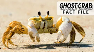 Ghost Crab Facts: the Crabs in Holes on Beaches | Animal Fact Files