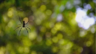 Trees of Pune - Documentary