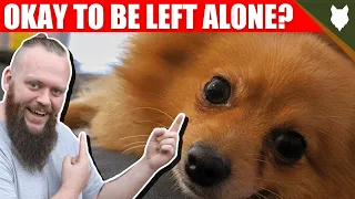 Can a POMERANIAN be left alone?