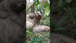 Sloth with baby. Bicho preguiça com filhote.