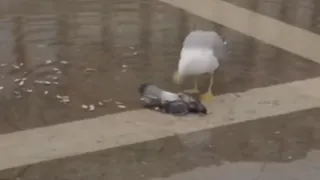 Evil Seagull