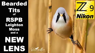 How to photograph Bearded Tits at RSPB Leighton Moss