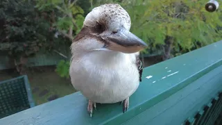 4K Viewing Of A Kookaburra. Part X.