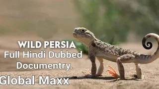 Wild Persia। Iran wild life videos full Hindi documentry। Animals videos। Irani Animals videos।