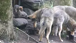 When Mom Is Away, the Red Wolf Pups Will Play