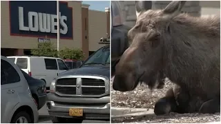 After This Moose Lay In A Lowe’s Parking Lot For Nine Hours, The Most Heartwarming Thing Happened