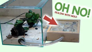 How to Reduce Mold in your Ant Nest | Ant Care Tutorial #2