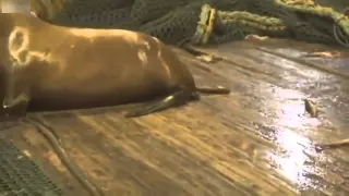 WATCH Russian Fishermen Catch A Sea Lion by Accident Sea Lion Attacks Man And Dog Russia 1