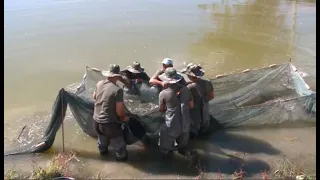 20 тыс. тонн товарной рыбы будут производить на юге Казахстана