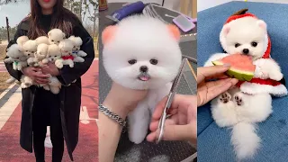 Tik Tok Chó Phốc Sóc Mini 😍 Funny and Cute Pomeranian #97