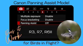 Canon R3, R7, R6II - Panning Assist Mode for Bird Photography?