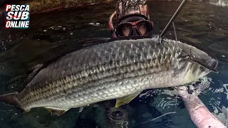 PESCASUB : Cefalo Gigante +5 KG Pesca nel bassofondo - Pesca subacquea - Spearfishing Big Mullet 😲