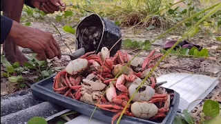 TIRADA DE CARANGUEJO E PREPARO; DESFIANDO E PREPARANDO UMA TORTA.