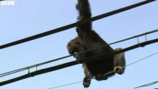 Escaped chimp rescued from power line in Japan   BBC News