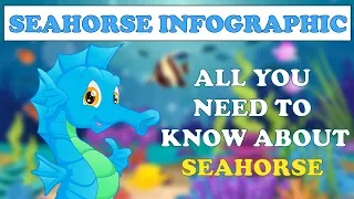 Seahorse Infographic - All You Need To Know About Seahorse - Info School