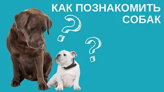 Как познакомить собак