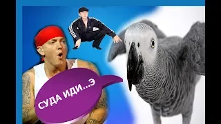 ЖАКО ПЕТРУНЯ ИЗОБРАЖАЕТ ГОПНИКА И ПАРОДИРУЕТ ЭМИНЕМА 😂 Parrot parodies Eminem