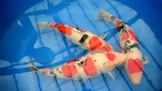 Modern Koi Blog #2721 - Live aus Japan: Makoto bewertet Sansai Sanke