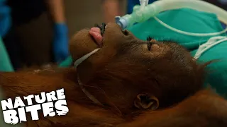 Vets Race to Treat Orangutan Runt (Part Two) | The Secret Life of the Zoo | Nature Bites