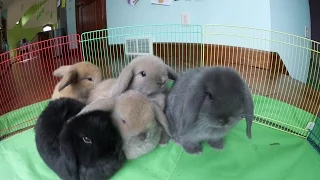 Bunny Update | 6-Week-Old Holland Lop Babies