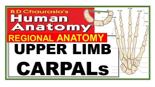 Chp2 | CARPAL BONES | Upper Limb Bones | RADIUS | ULNA | BD Chaurasia Anatomy | Dr Asif Lectures