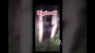 #bigfoot #alien #creature #sasquatch_01 #forest #
