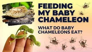 What Do Baby Chameleons Eat?