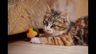 CATS  you will remember and LAUGH all day! World's funniest cat videos  2022...قطط مضحكة