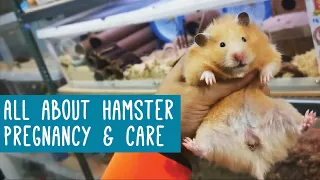 All About Hamster Pregnancy & Care