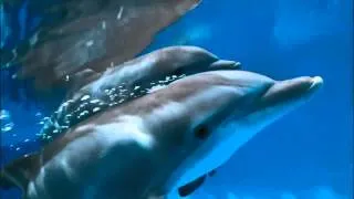 Dolphin Tale 2 - Official Trailer