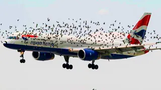 Птицы отказываются покидать самолет в одиночестве — причина страшная