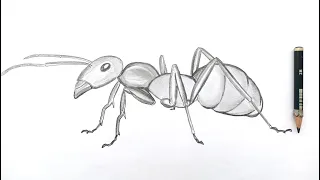 HOW TO DRAW ANTS🐜(ant drawing)