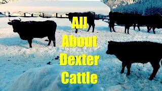 All About Dexter Cattle