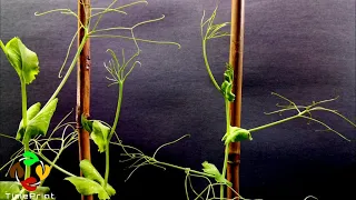 Pea Plant Growing Time Lapse |  55 Days In 2 Minutes