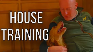 Some Do's and Don'ts of a Young Dogs House Manners