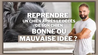 Reprendre un chien après le décès de son chien : bonne ou mauvaise idée ?