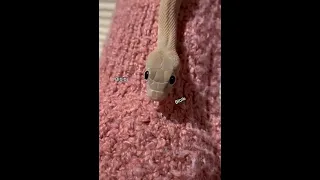 Back with a blblb #blblbl #linguini #googlyeyes #tongueout #whosthis #cutepet #snake