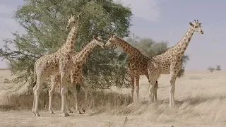 Giraffes Get Relocated To Safety