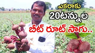Beetroot Cultivation In Telugu | ఎకరాకు 20టన్నుల బీట్ రూట్ సాగు | Beetroot Sagu | Shiva Agri Clinic